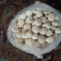 کشک گوسفندی بابهترین کیفیت