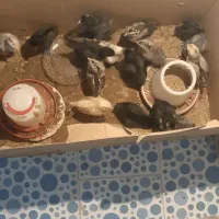 جوجه فروشی