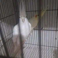 جفت عروس