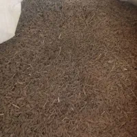 زیره سبز دیم (اعلا امسالی) بو جاری