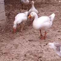 فروش قوغاز و دورگه و محلی