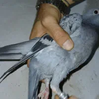 کفتر|پرنده|نورآباد, |دیوار