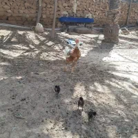 مرغ و خروس لاری