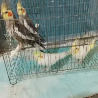 عروس هلندی