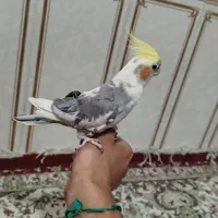عروس هلندی دستی
