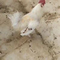 مرغ و خروس