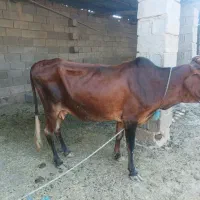 شادگان