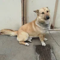 سگ نژاد اشپیتس