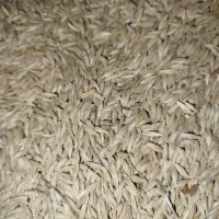 جو درجه یک برای کشت
