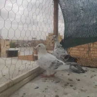 کفتر جفگاه و پرشی المانی