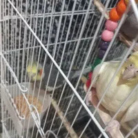 یه جفت عروس هلندی همراه بادوتاجوجه هاش