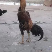 فروش جوجه لاری وارداتی زیر سال