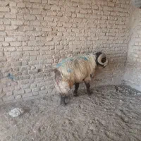 قوچ ترکی