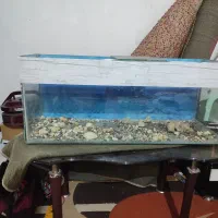 اکواریوم