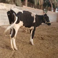 گاو خارجی لیبه بدون گوساله ابستن در شادگان
