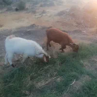 گوسفند چاق برای نذری تاسوعا عاشورا