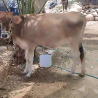 گوساله
