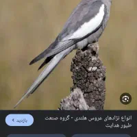 عروس گم شده