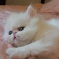 بچه گربه پرشین چشم ابی