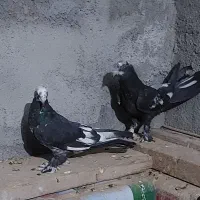 کبوتر