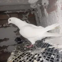 به علت جمع اوری