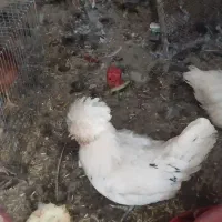 جوجه مرغ تزیینی گلین