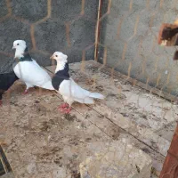 کبوتر طوقی نروماده