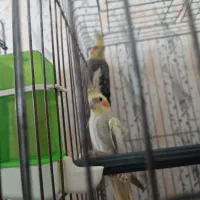 عروس هلندی  مولد ،جوان با تخم