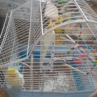عروس هلندی نرو ماده با قفس