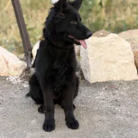 سگ ژرمن بلک