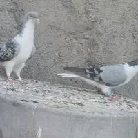 فروش کبوتر
