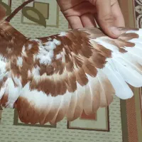 قرمز نشان چیتی بالا