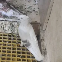 کفتر