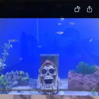 آکواریوم با لوازم کامل و ماهی