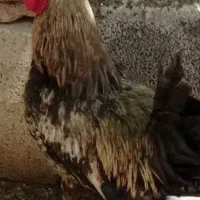 فروش خروس سالم