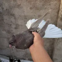کبوترجوجه دومسفید