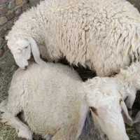 بره مری