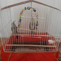 یک جفت(دوعدد) عروس هلندی نر و ماده