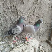 سه تا المانی پلاکی کفتر شهرستان