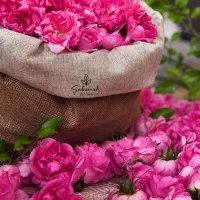 سبزینه آنلاین