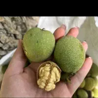 گردو تازه درجه یک
