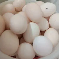 تخم مرغ محلی اصل نطفه دار ۱۸