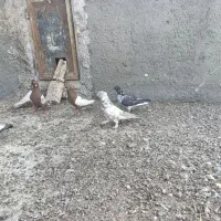 سینه ای|پرنده|کرباسک, |دیوار