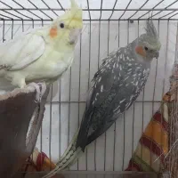 یک جفت طوطی عروس هلندی جوان و سرحال دستی