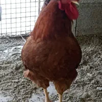 خروس جوان یکساله درشت