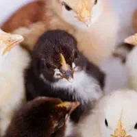 جوجه بومی ۱ روزه دورگه - مستقیم از کارخانه