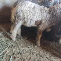 گوسفند نر