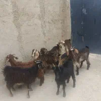 9راس بزغاله ماده