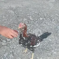 خروس دورگه