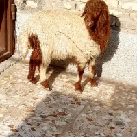 گوسفندیابره